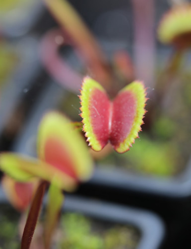 Dionaea muscipula 'Red Piranha' Plante carnivore