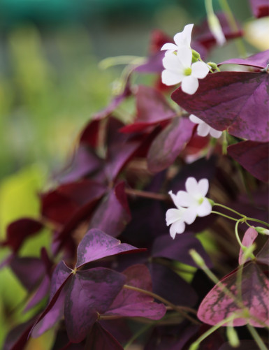 Terrarium plants Oxalis triangularis | Crimson clover