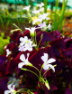 Terrarium plants Oxalis triangularis | Crimson clover