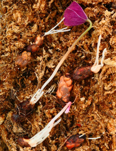 Terrarium plants Oxalis triangularis | Crimson clover