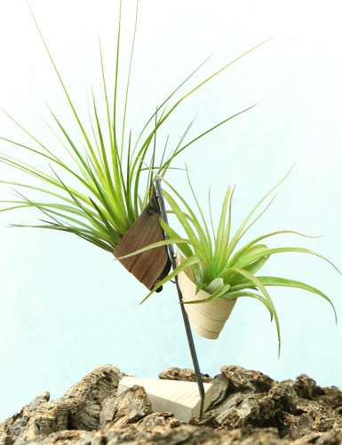 Tillandsia presented - "Vertu"