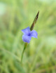 Tillandsia mallemontii - 10 to 14 cm air plant