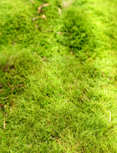 Natural green moss - Thin plate 2-3cm