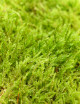 Natural green moss - Thin plate 2-3cm