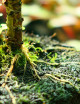 Pilea peperomioides rooted in tree fern