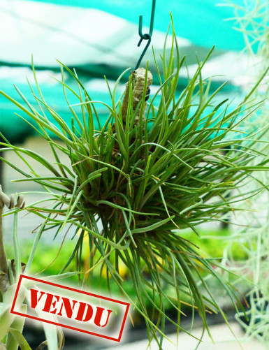 Tillandsia albertiana in tuft - Fixed