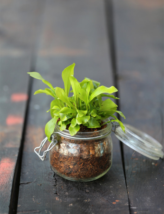 Asplenium nest en terrarium