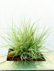 Tillandsia rectifolia in tuft - Presented