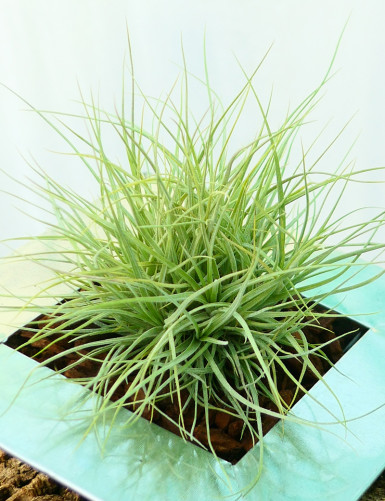 Tillandsia rectifolia in tuft - Presented