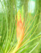 Tillandsia punctulata - 15 to 20 cm air plant