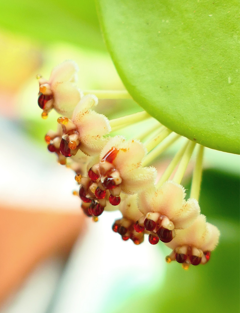 Hoya kerrii - Fleur de porcelaine - Hoya Saint Valentin