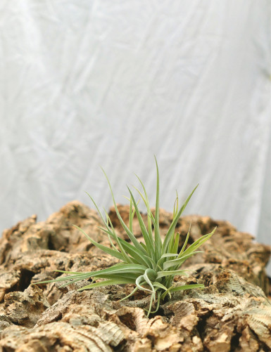 Tillandsia plagiotropica, girl of the air