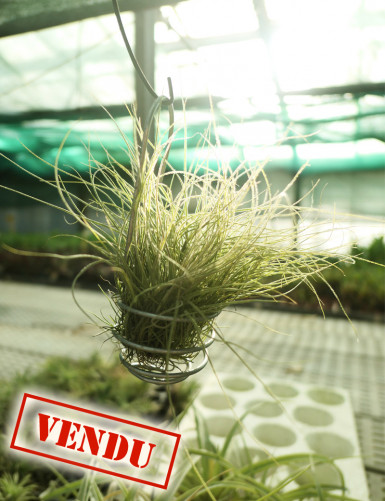 Tillandsia mallemontii - Suspended