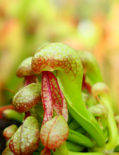 Darlingtonia californica