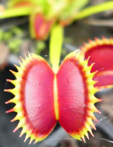 Dionaea muscipula Dracula is a carnivorous plant