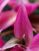 Terrarium plants Tradescantia red - purplish