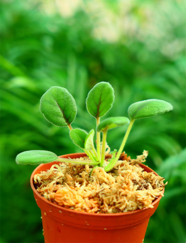 Plantes terrariums Episcia (Alsobia) dianthiflora