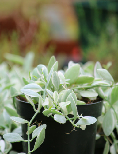 Terrarium plants Dischidia nummularia white