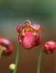 Carnivorous plant Sarracenia x courtii