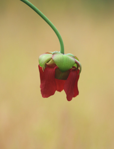 Carnivorous plant Sarracenia x stevensii white form