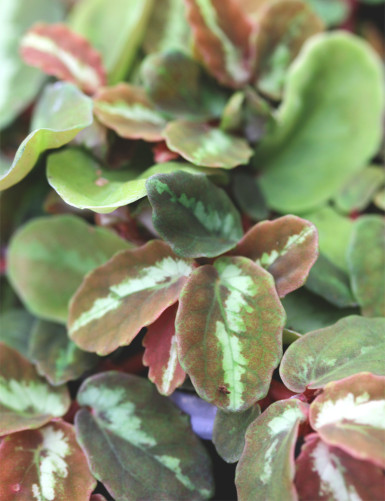 Leaf of Elatostema repens terrarium plant