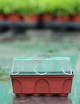 Mini greenhouse for sowing carnivorous plants