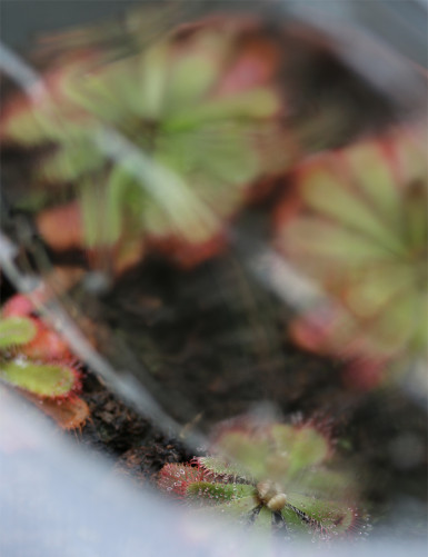 Mini greenhouse for sowing carnivorous plants