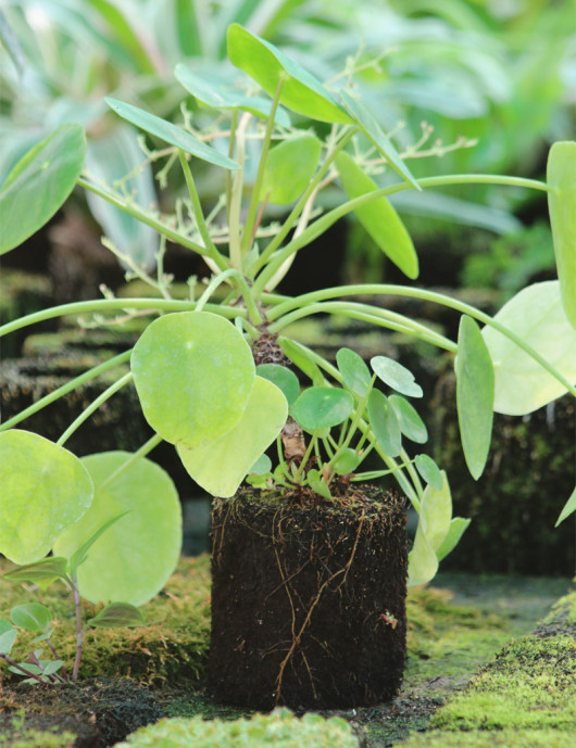 Pilea peperomioides rooted in tree fern