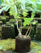 Kit - Plectranthus ernestii in tree fern for terrarium