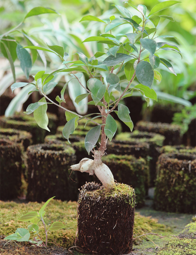 Kit - Ficus microcarpa ginseng in xaxim for terrarium