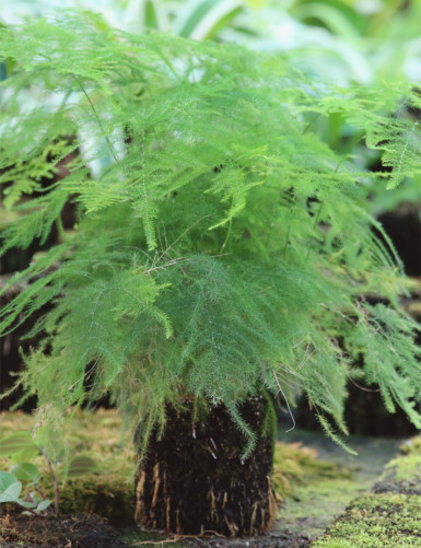 Asparagus root in tree fern