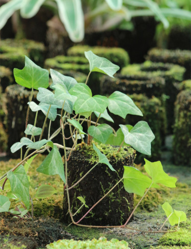 Kit - Hedera helix hare on top for terrarium.