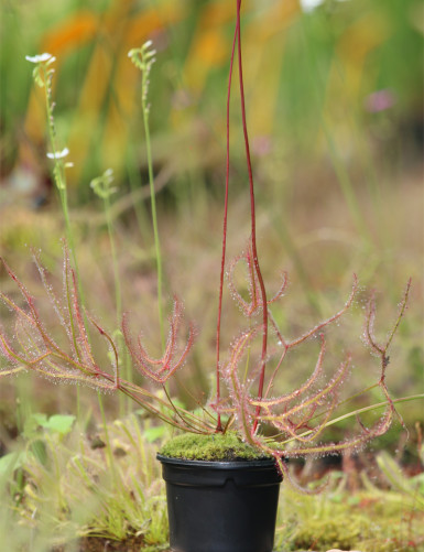 Situation of a black pot of 9 centimeters in diameter