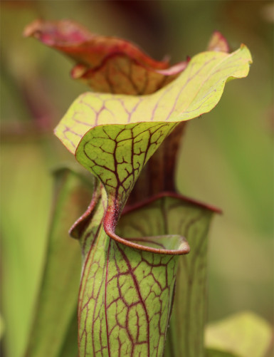 Carnivorous plant Sarracenia oreophila 'Sand Mountain'