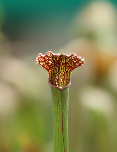 Carnivorous plant Sarracenia excellens x (minor x leucophylla)