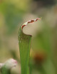 Carnivorous plant Sarracenia excellens x (minor x leucophylla)