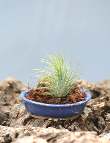 Ionantha var. ionantha presented