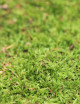 Natural green moss - Thin plate 2-3cm