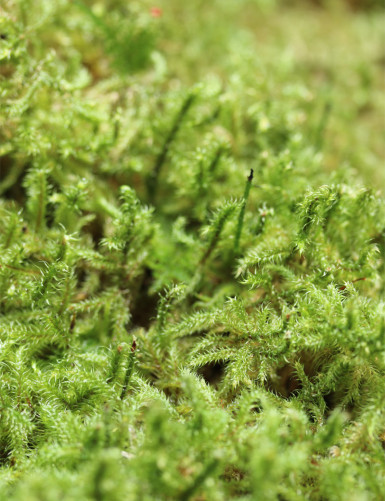 Natural green moss lycopodium - Thick plate 4-6cm