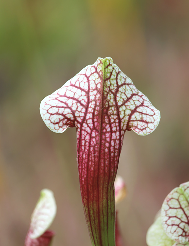 Carnivorous plant Sarracenia hybrid EVA