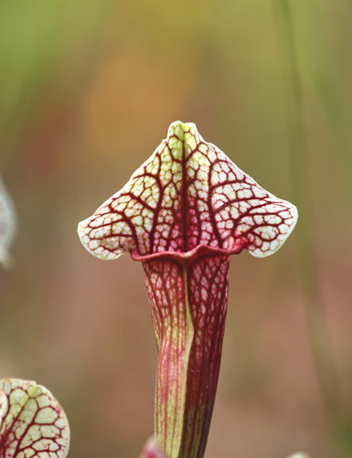 Carnivorous plant Sarracenia hybrid EVA