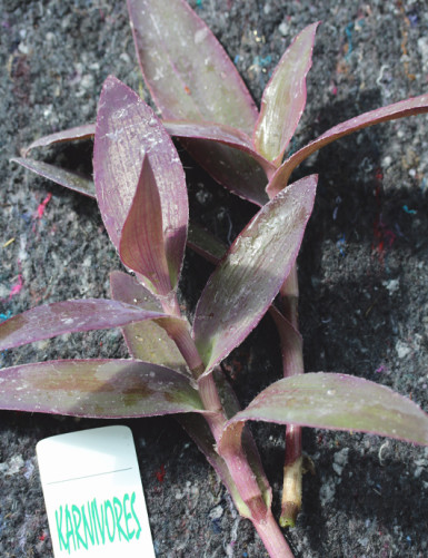 Tradescantia pallida terrarium plants - To transplant -