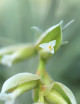 Tillandsia pohliana - 12 to 18 cm air plant