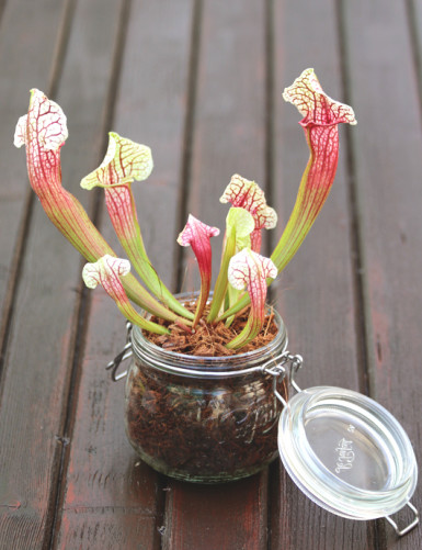 Sarracenia Eva - To be kept