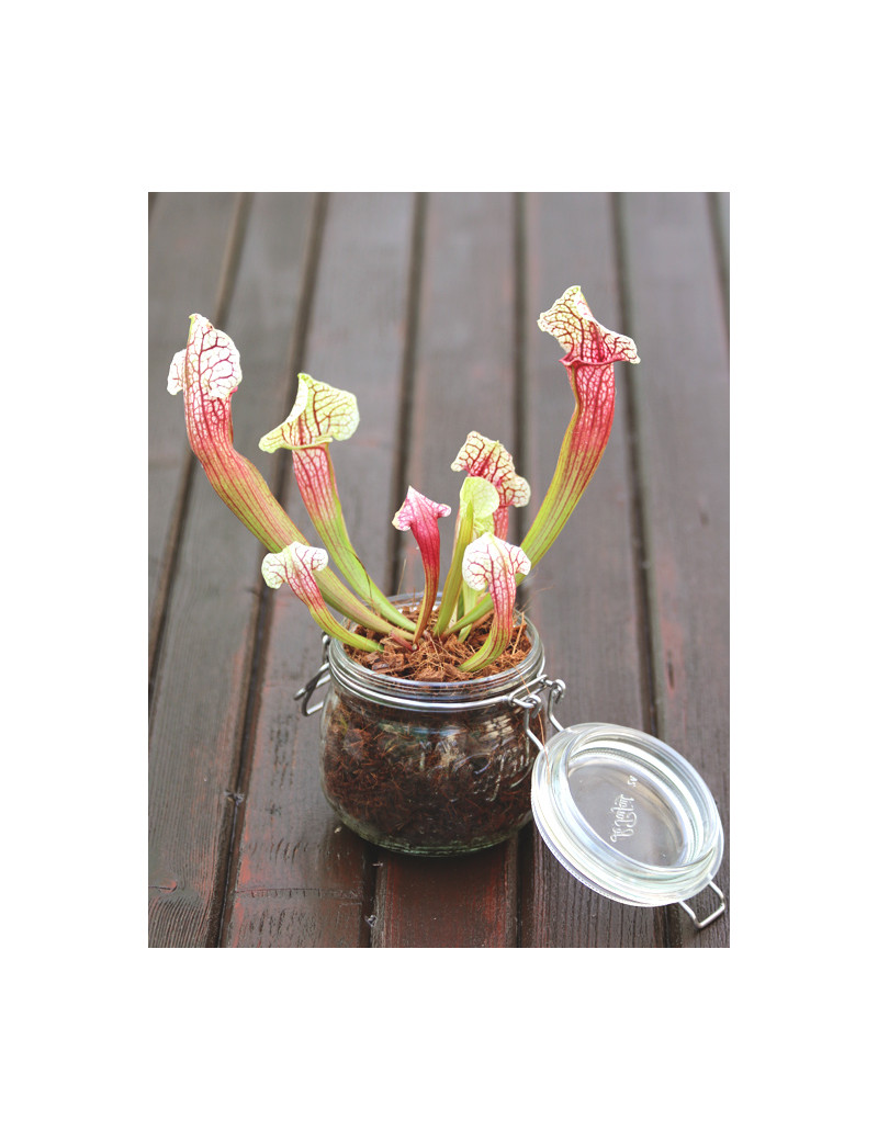 Sarracenia Eva - To be kept