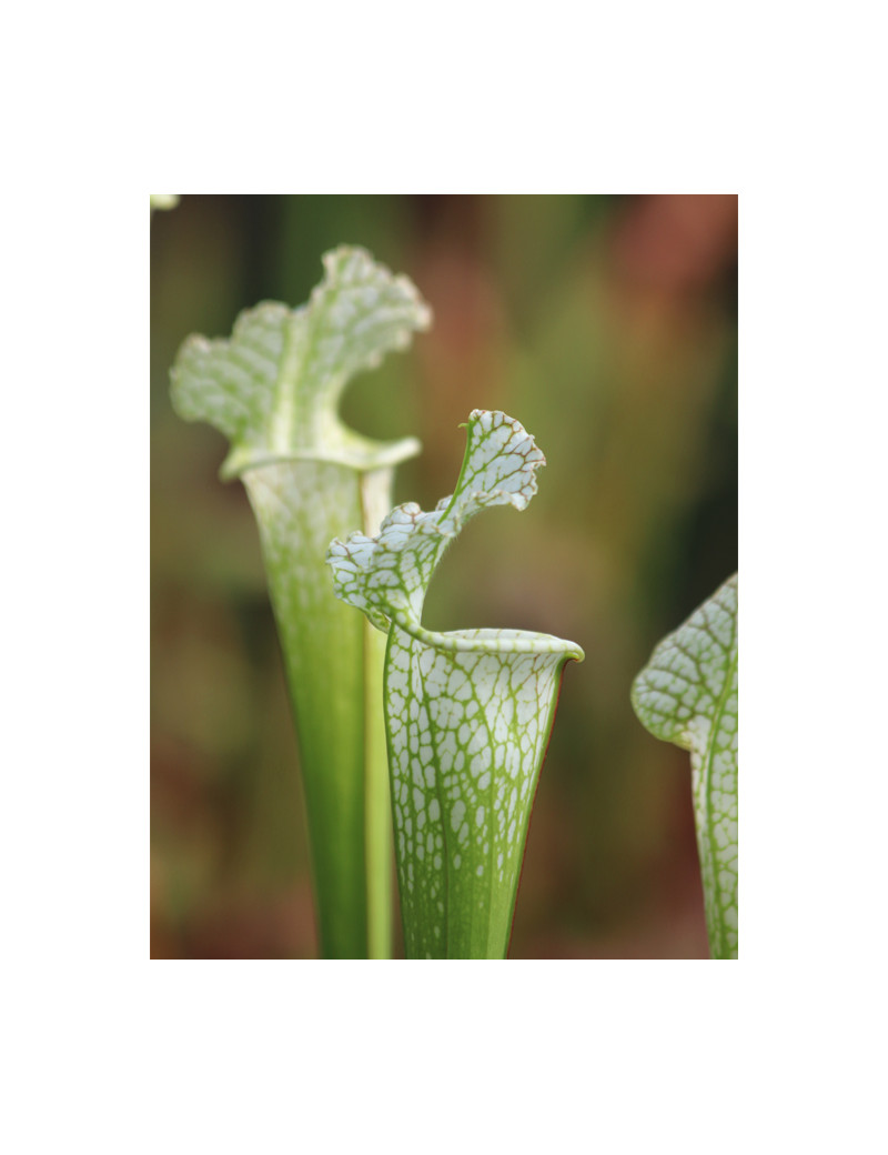 Carnivorous plant Sarracenia x stevensii white form