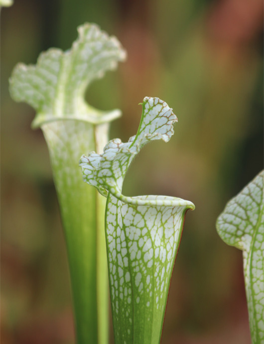 Carnivorous plant Sarracenia x stevensii white form