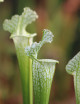 Carnivorous plant Sarracenia x stevensii white form