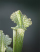 Carnivorous plant Sarracenia x stevensii white form