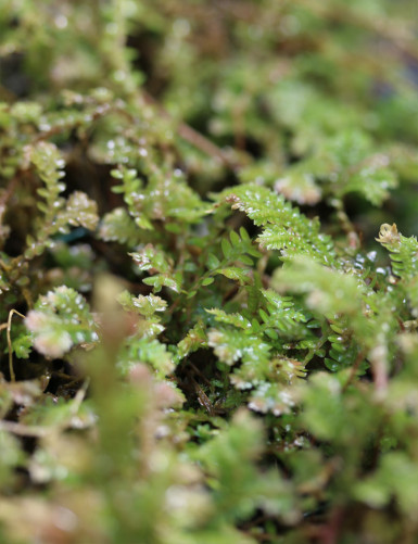 Whole plate - Selaginella uncinata -